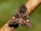 Sivkavec černicový - Euplexia lucipara