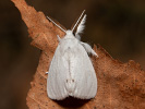 Mníška pižmová - Euproctis similis