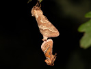 Hrotokrídlovec šalátový - Triodia sylvina