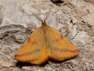 Rudopásník šťovíkový - Lythria purpuraria