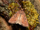 Mora kelová - Lacanobia oleracea