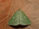 Piadivka smaragdová - Thetidia smaragdaria