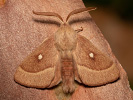 Bourovec jetelový - Lasiocampa trifolii