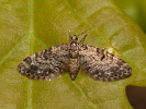  - Eupithecia tantillaria