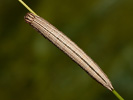 Očkáň stoklasový - Brintesia circe