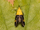 Krásněnka skvostná - Oecophora bractella