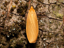 Lišajníkovec lesný - Eilema sororcula