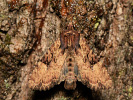 Sivkavec mrvicový - Apamea epomidion