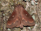 Bourovec borový - Dendrolimus pini