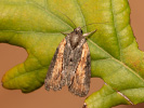 Lišajníkovka hnedá - Bryophila raptricula