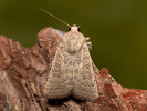 Sivkavec žltosivý - Hoplodrina ambigua