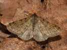 Phigalia pilosaria