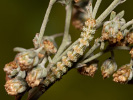 Mora vermutová - Cucullia absinthii