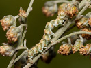 Kukléřka pelyňková - Cucullia absinthii