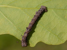 Drsnokřídlec hrušňový - Phigalia pilosaria