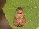 Sivkavec hviezdicový - Hoplodrina octogenaria
