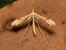 Pernatuška šípková - Cnaemidophorus rhododactyla