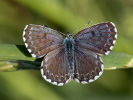 Chequered Blue - Scolitantides orion
