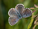 Chequered Blue - Scolitantides orion