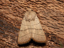 Sivkavec trojčiarový - Charanyca trigrammica