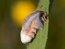 Penthophera morio