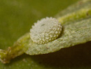 Modrásek jetelový - Polyommatus bellargus