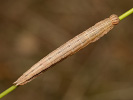Očkáň ovsíkový - Minois dryas