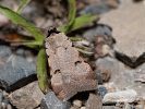 Morica viková - Lygephila craccae