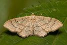 Piadica kručinková - Idaea aversata