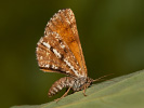 Bordered White - Bupalus piniaria