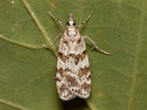  - Scoparia pyralella