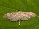 Long-winged Pearl - Anania lancealis