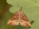  - Hypena proboscidalis