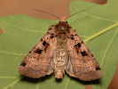 Double Square-spot - Xestia triangulum