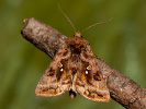 Beautiful Golden Y - Autographa pulchrina