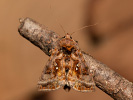 Silberpunkt-Höckereule - Autographa pulchrina