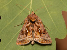 Mora čistcová - Autographa pulchrina