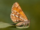 Bordered White - Bupalus piniaria