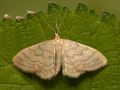 Einfarbiger Zwergspanner - Idaea dilutaria