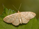 Einfarbiger Zwergspanner - Idaea dilutaria