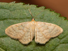 Einfarbiger Zwergspanner - Idaea dilutaria