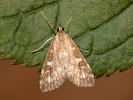 Olive Pearl - Udea olivalis