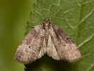 Common Lutestring - Ochropacha duplaris