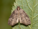 Common Lutestring - Ochropacha duplaris