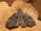 Common Lutestring - Ochropacha duplaris