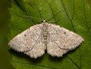 Aschgrauer Felsen-Steinspanner - Charissa pullata