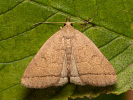 Olivbraune Zünslereule - Zanclognatha tarsipennalis