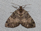 Veränderlicher Heidelbeer-Blattspanner - Hydriomena furcata