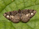 Brindled White-spot - Parectropis similaria