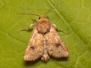  - Atypha pulmonaris